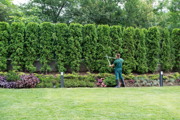 How Our Tree Care Process Works  in  Sparks, TX