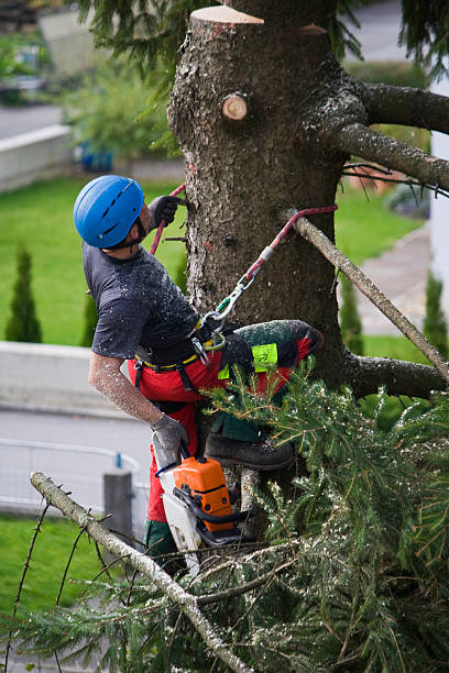 Lawn Pest Prevention in Sparks, TX