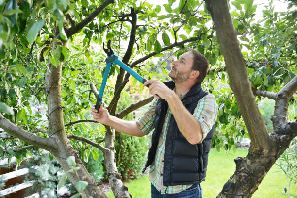 Best Tree Disease Treatment  in Sparks, TX
